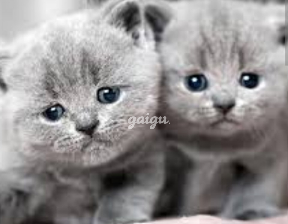 932158 - BÉ CUTE TRẺ TRUNG XINH XẮN VÚ NON TƠ ĐẸP MỚI VỪA VÀO NGHỀ